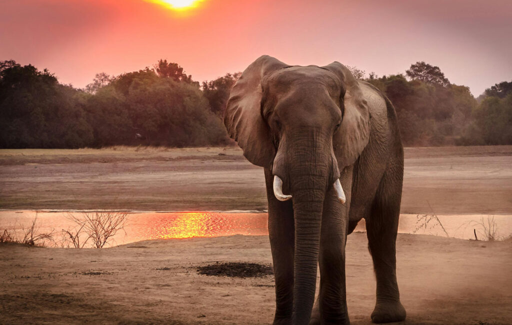 Elephant standing near water at sunset in a natural landscape.