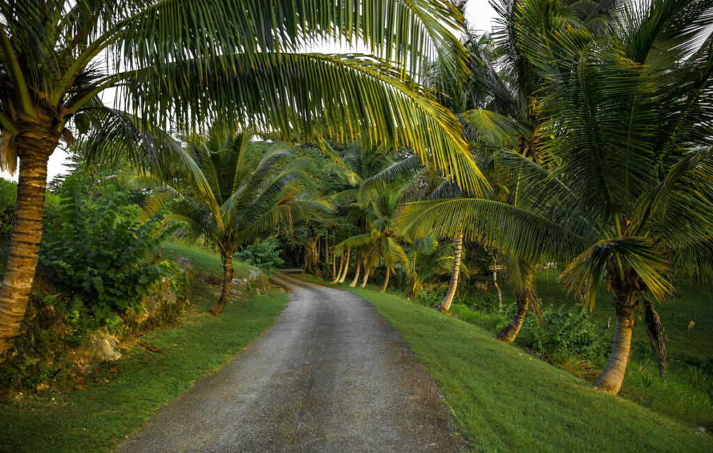Palm tree lined road creating a peaceful tropical pathway through lush greenery.