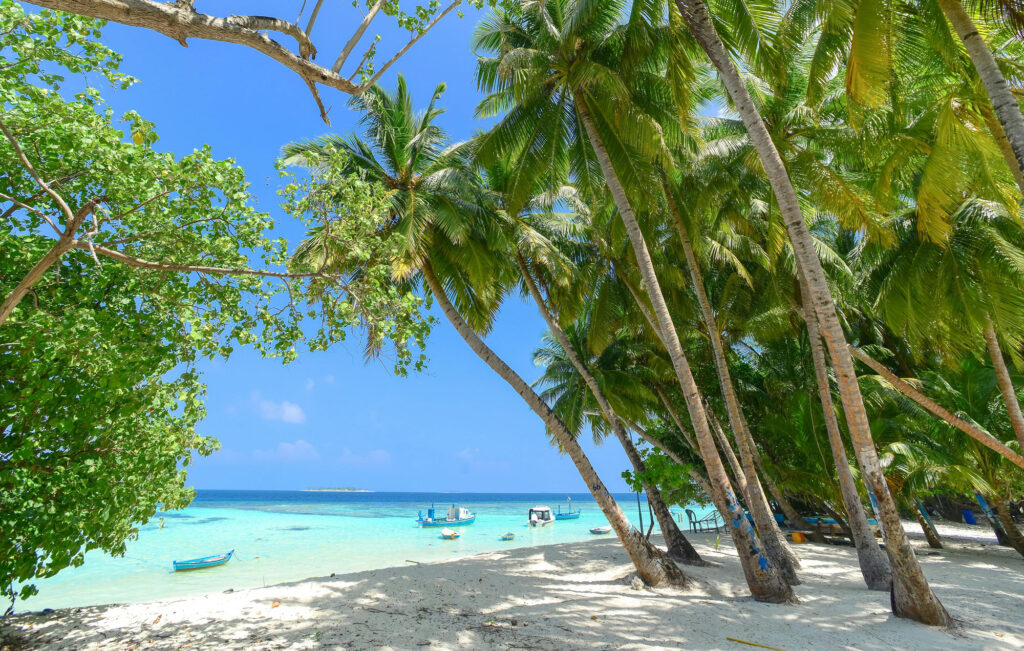 Tropical beach shoreline with palm trees and turquoise ocean under blue sky.