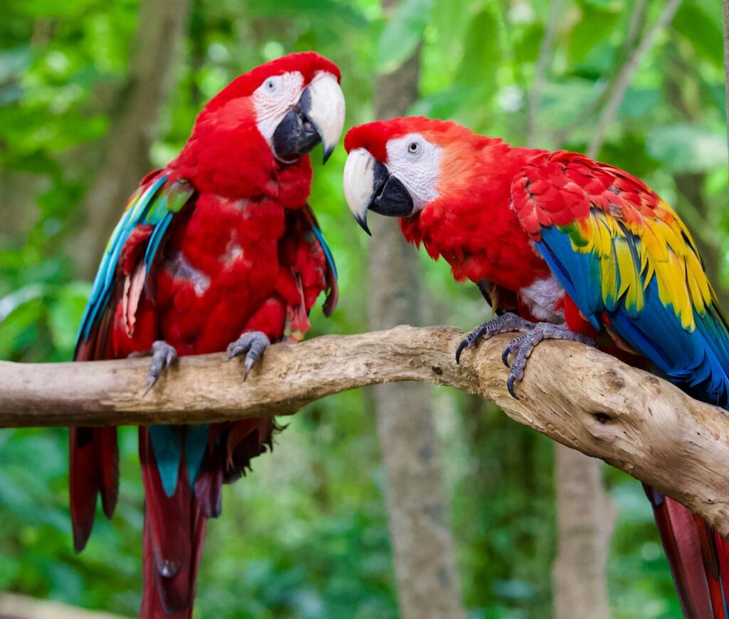 Two colorful parrots perched on a branch in a tropical forest.