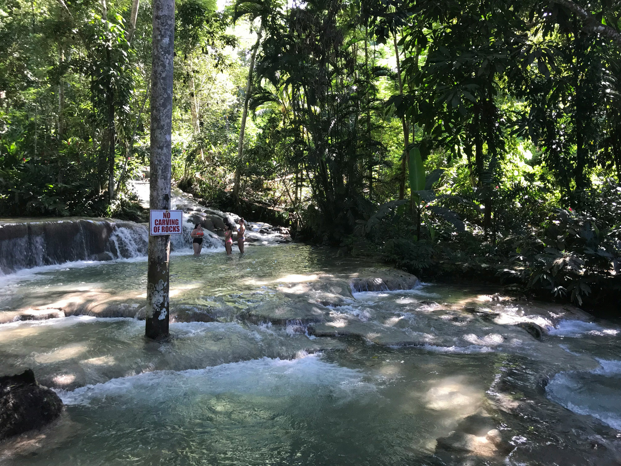 Peaceful river winding through a lush forest beneath soft morning light.