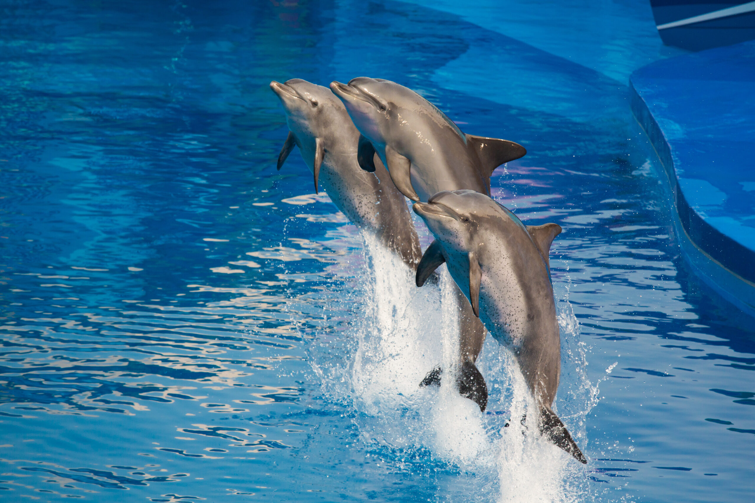 Two dolphins joyfully jumping out of sparkling blue water.