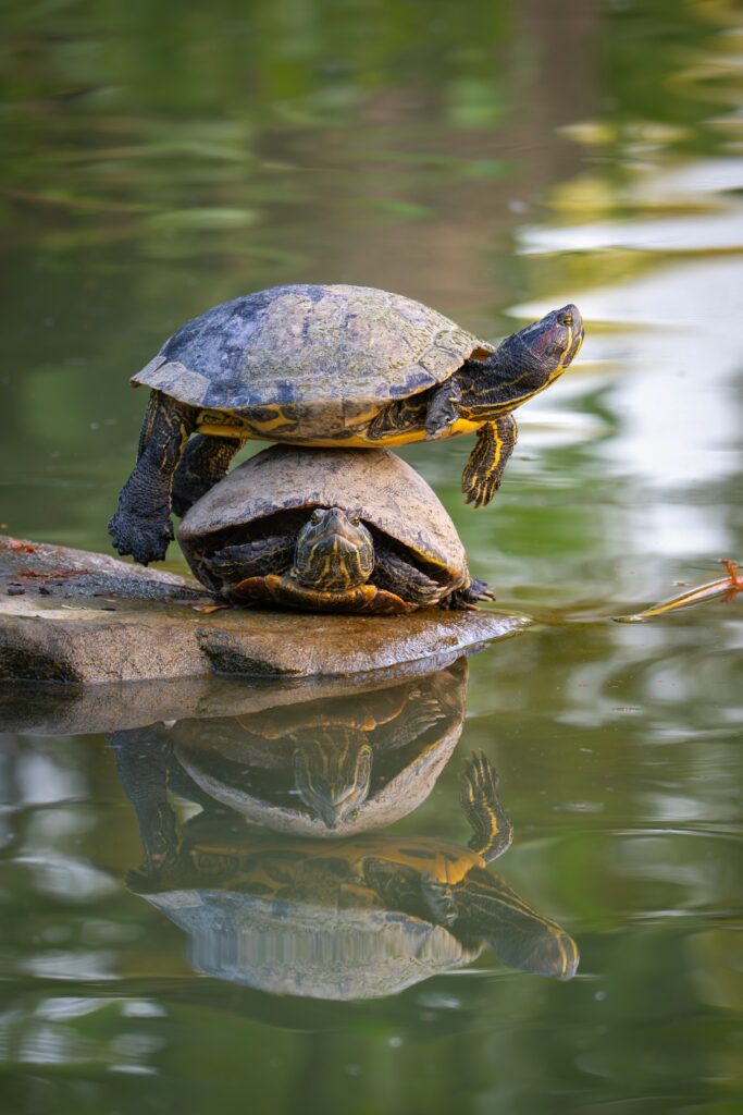 Two turtles stacked on a rock in calm water with a clear reflection beneath them.