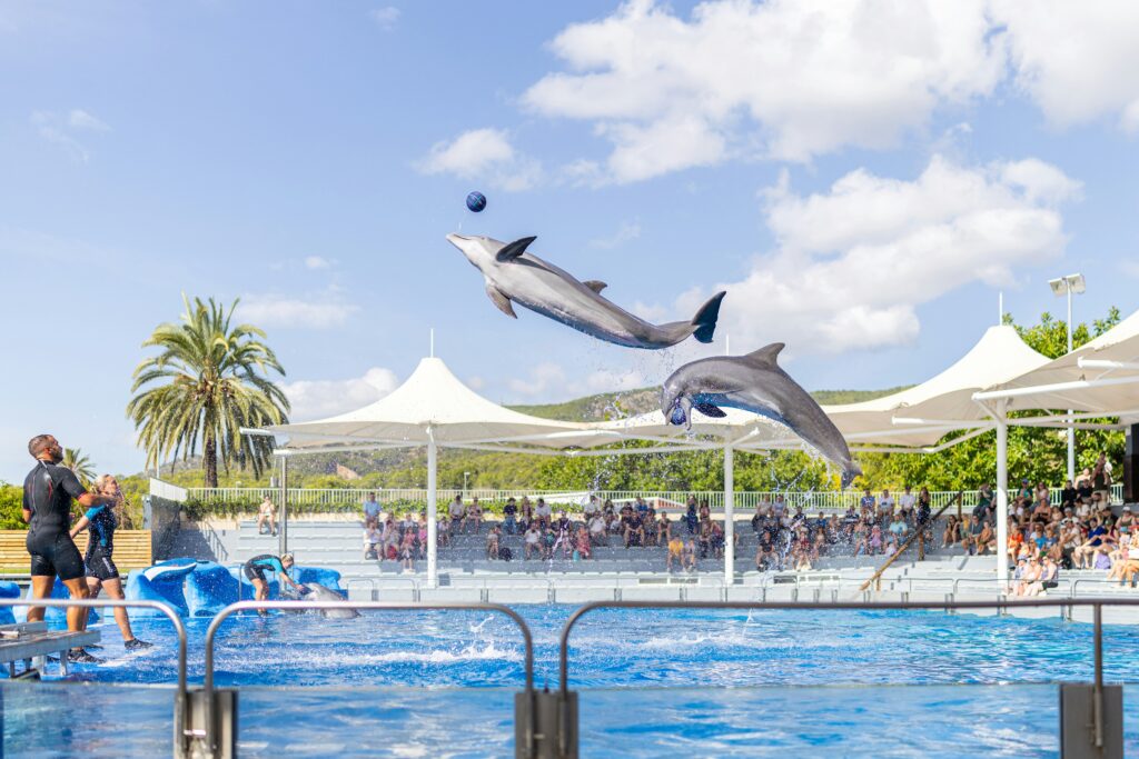 Dolphins leaping during a live marine show with trainers and audience in the background.