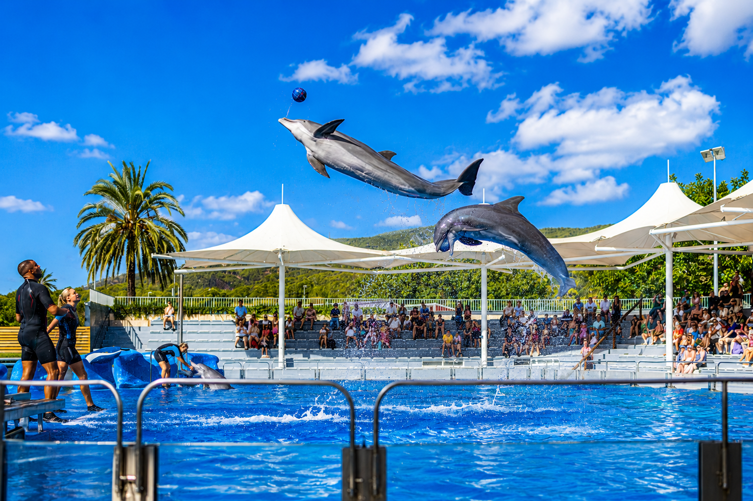 Dolphin Cove